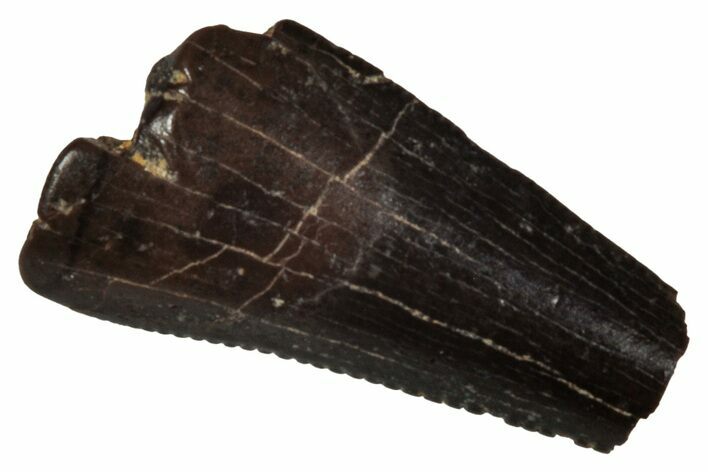 Serrated, Fossil Theropod (Richardoestesia) Partial Tooth #341018